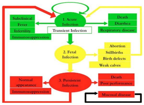 Advancing Knowledge on BRD, BVD, and Coccidia